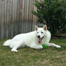 Apollo, Roger's Ranch, 78258