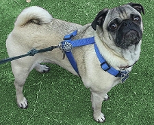 Bella the Pug going for a walk
