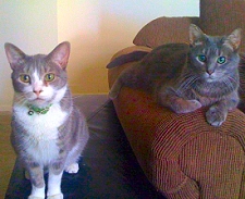 cats cozy on a couch